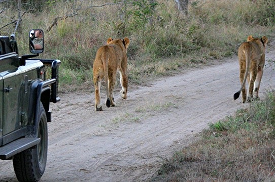 Addo Elephant Park Game Drive - Lions in the Par