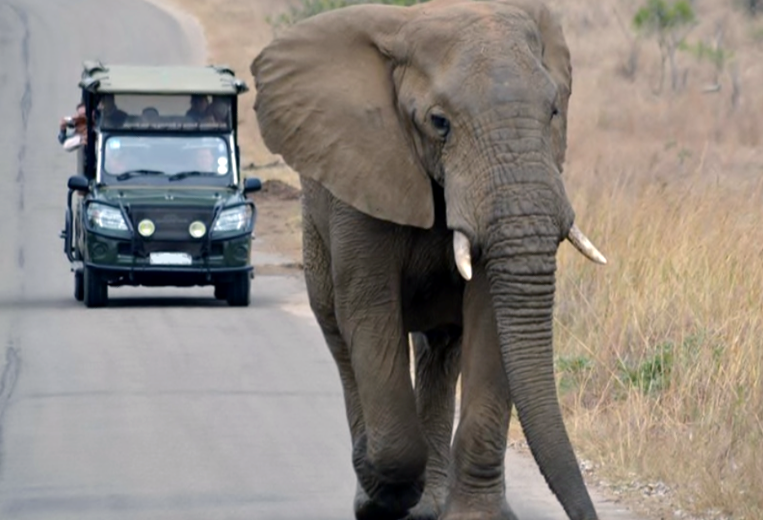 Addo Elephant Park Game Drive - Elephant on the Road