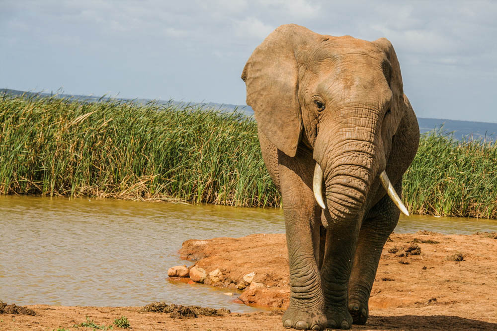 Addo Elephant seen during Addo Game Drives