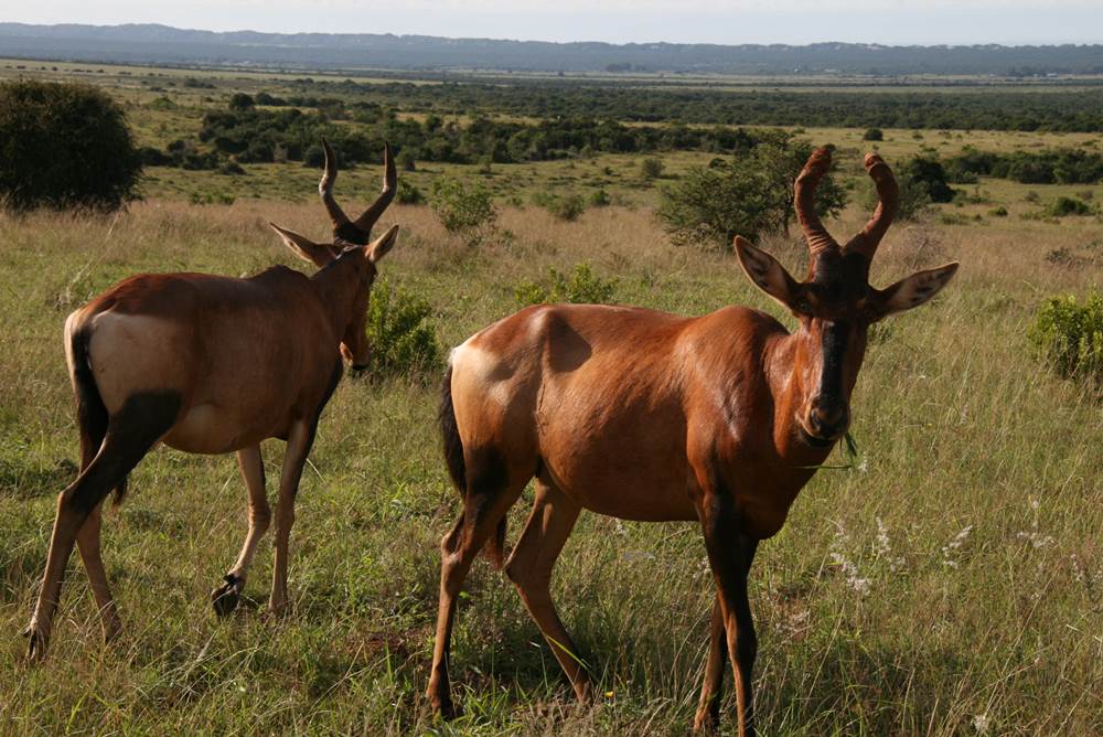 Antelope seen on Addo Elephant Park Game Drive